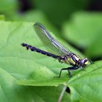 Libelle bei der Pause