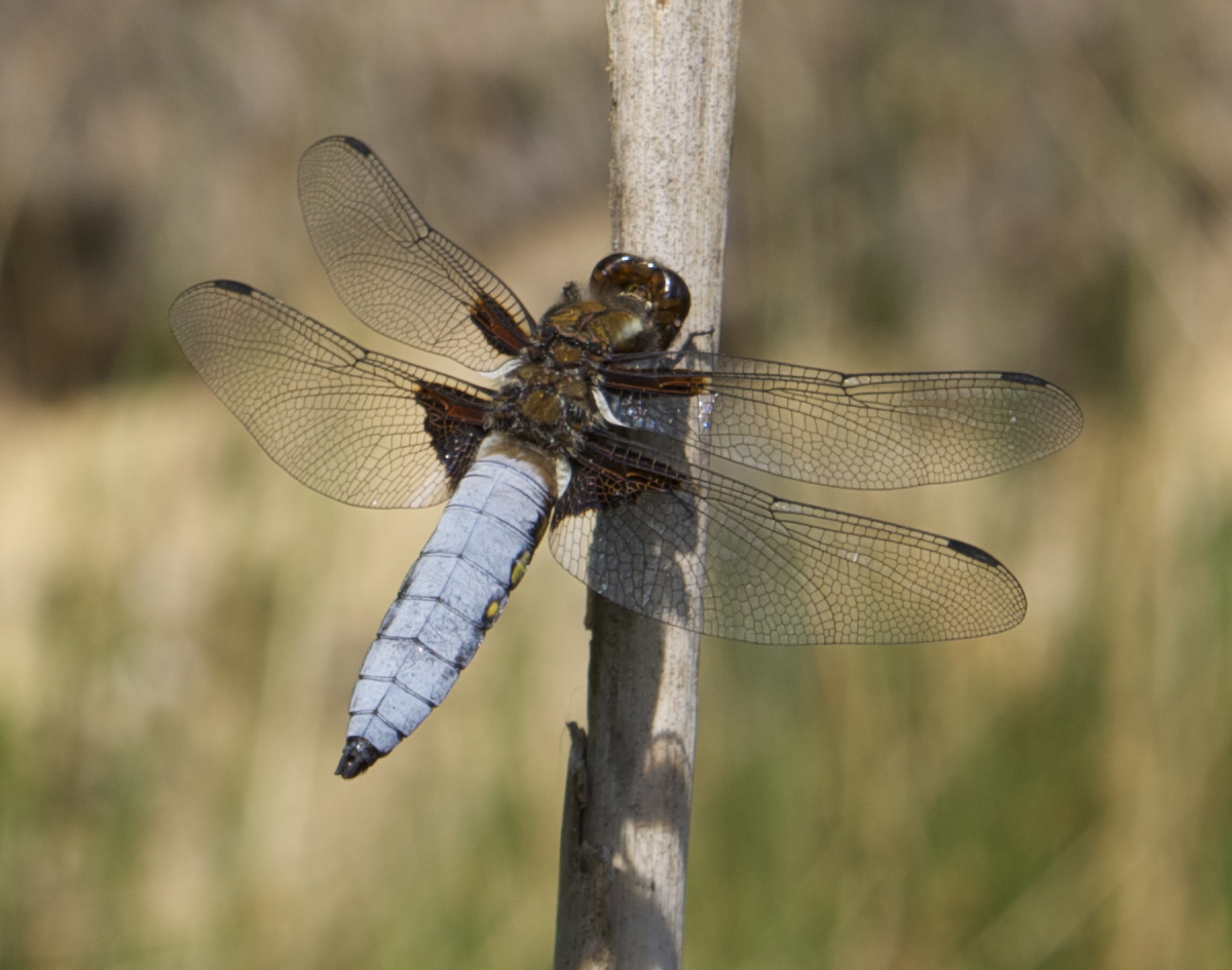 Libelle bei der Pause