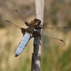 Libelle bei der Pause