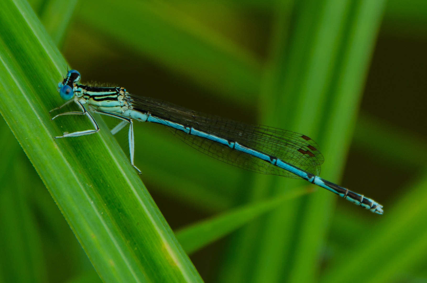 Libelle bei der Rast