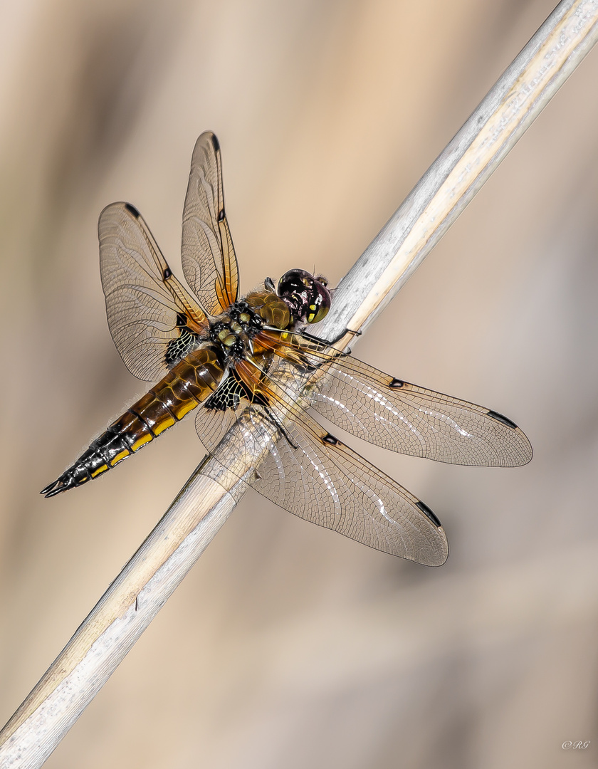 Libelle bei der Rast