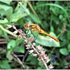 Libelle bei der Rast 