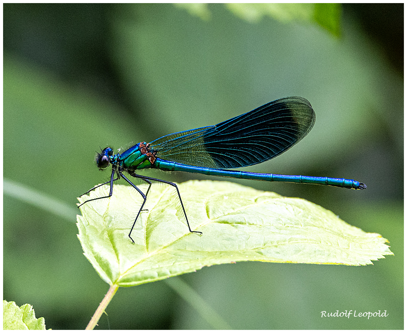 Libelle bei der Rast