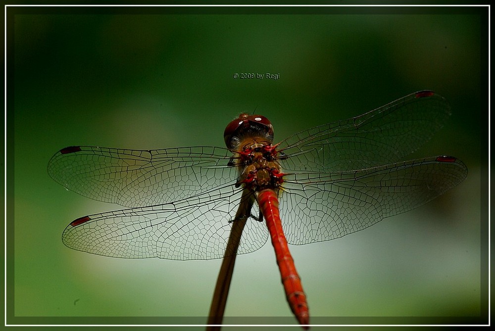 Libelle bei der Rast