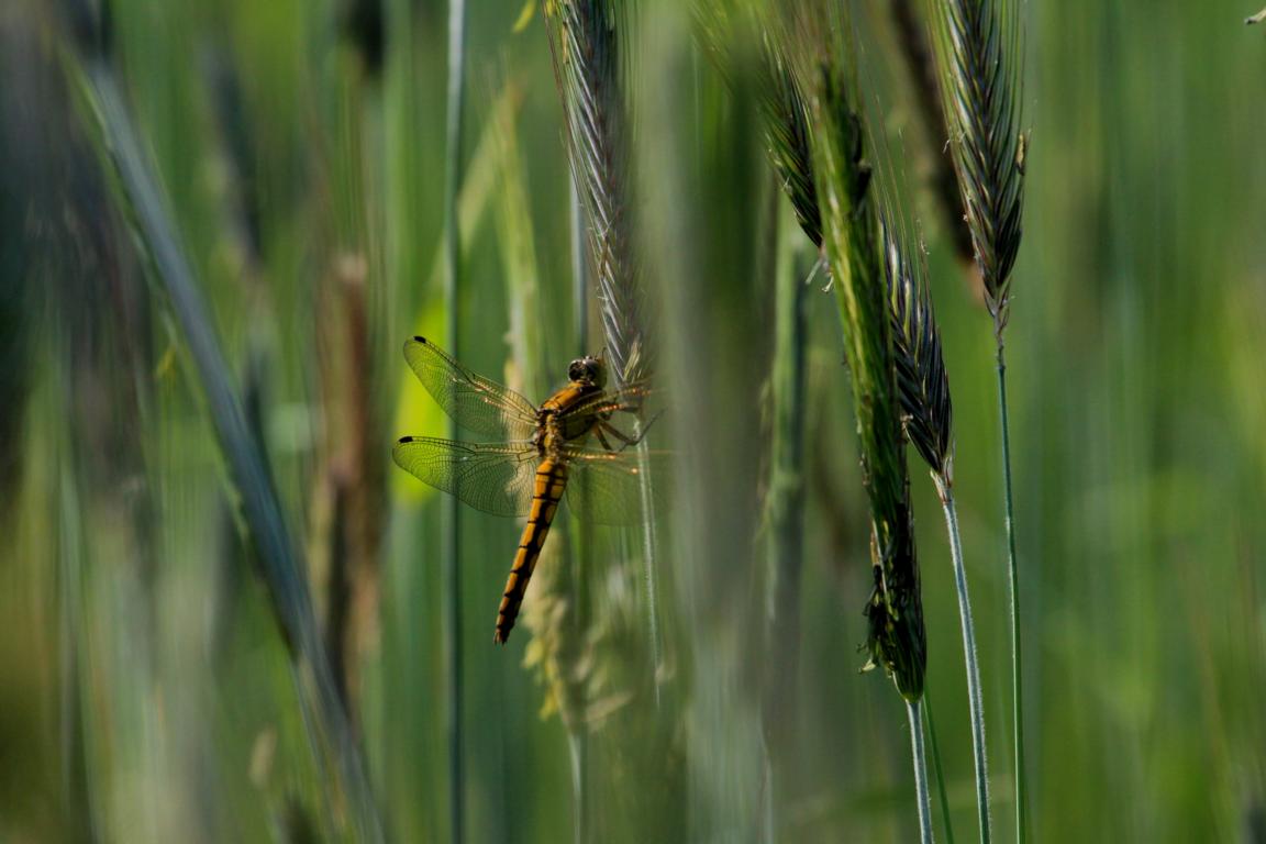 Libelle bei der Rast