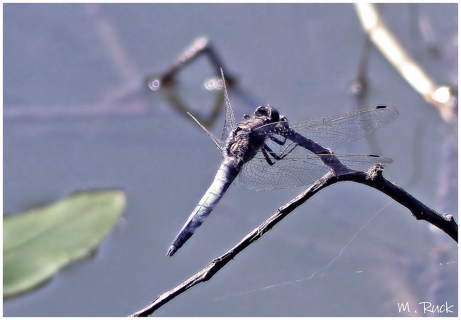 Libelle bei der Rast 