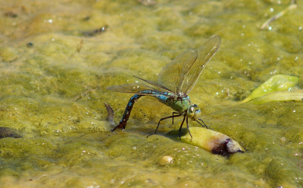 Libelle bei Eiablage