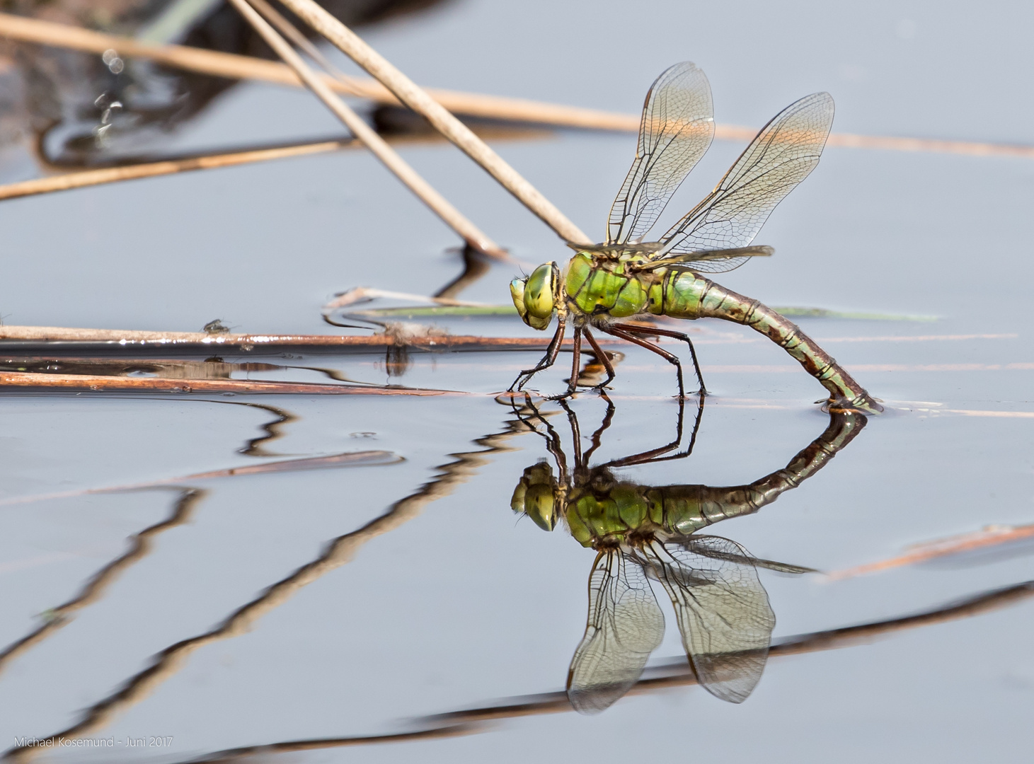 Libelle bei Eiablage