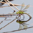 Libelle bei Eiablage