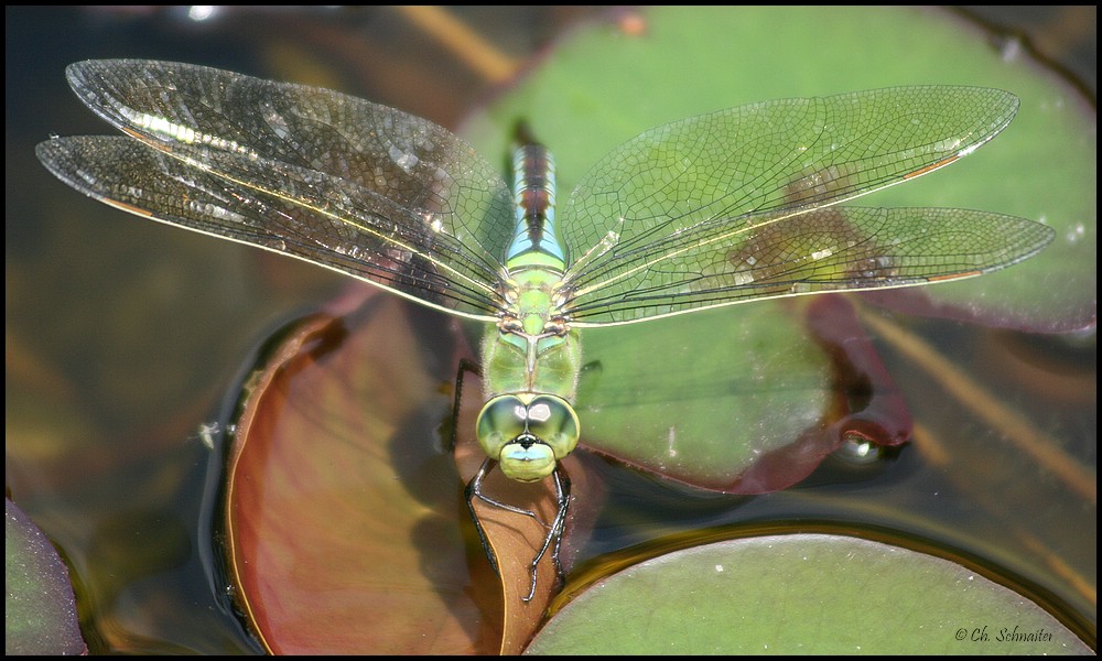 Libelle bei Eiablage