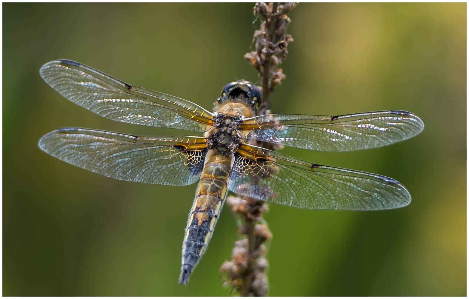 Libelle bei mir am Teich