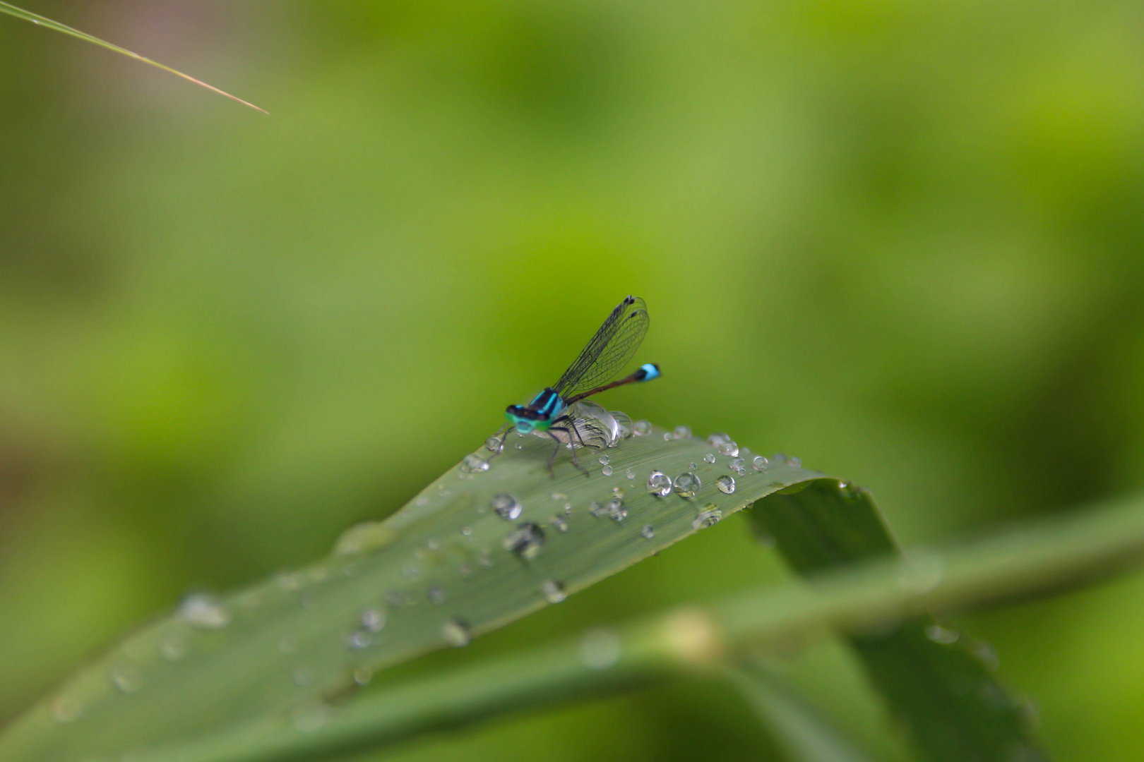 Libelle bei Regen