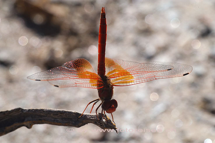 Libelle bei Swakopmund