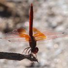 Libelle bei Swakopmund