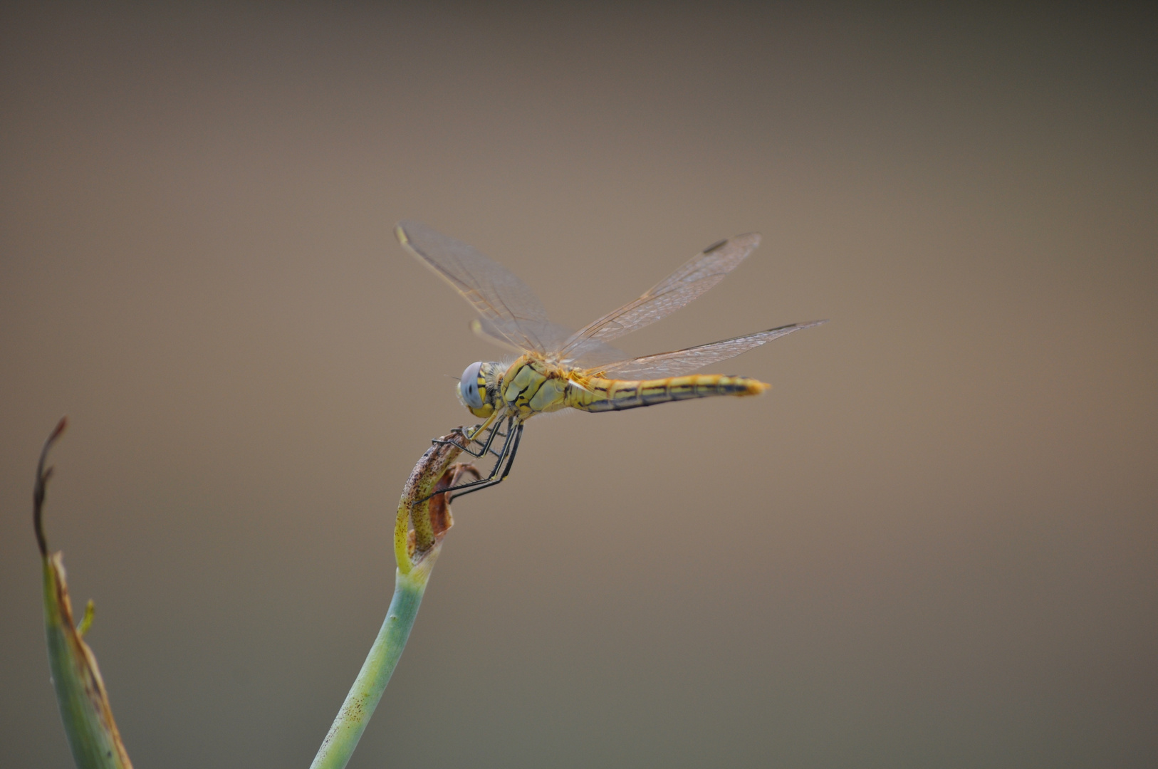 Libelle bei Tanken