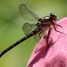 Libelle bei Verschnaufpause