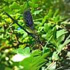 Libelle beim Abendbrot