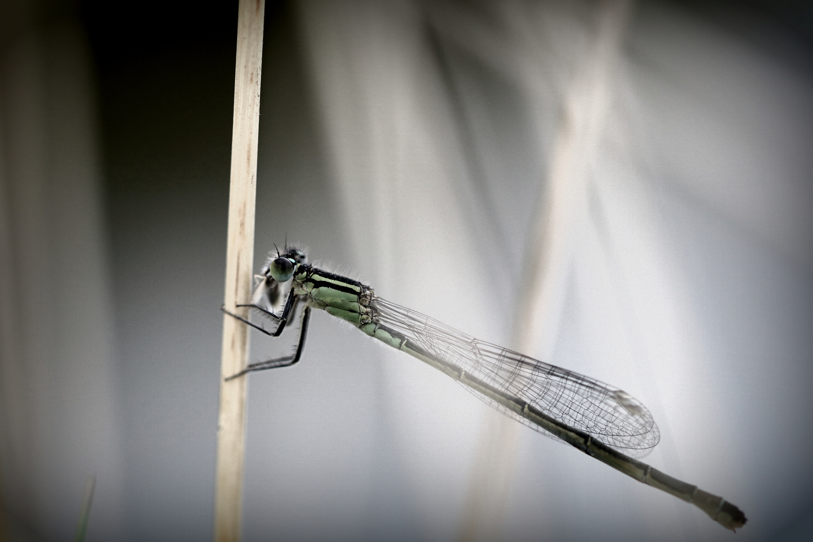 Libelle beim Abendessen