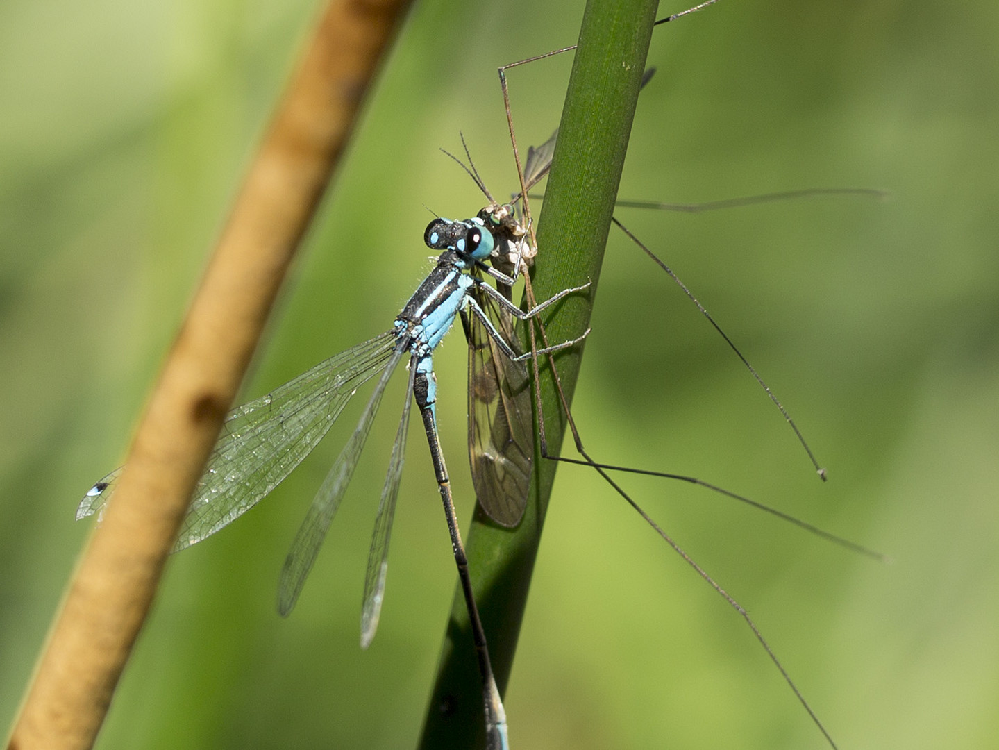 Libelle beim Abendessen