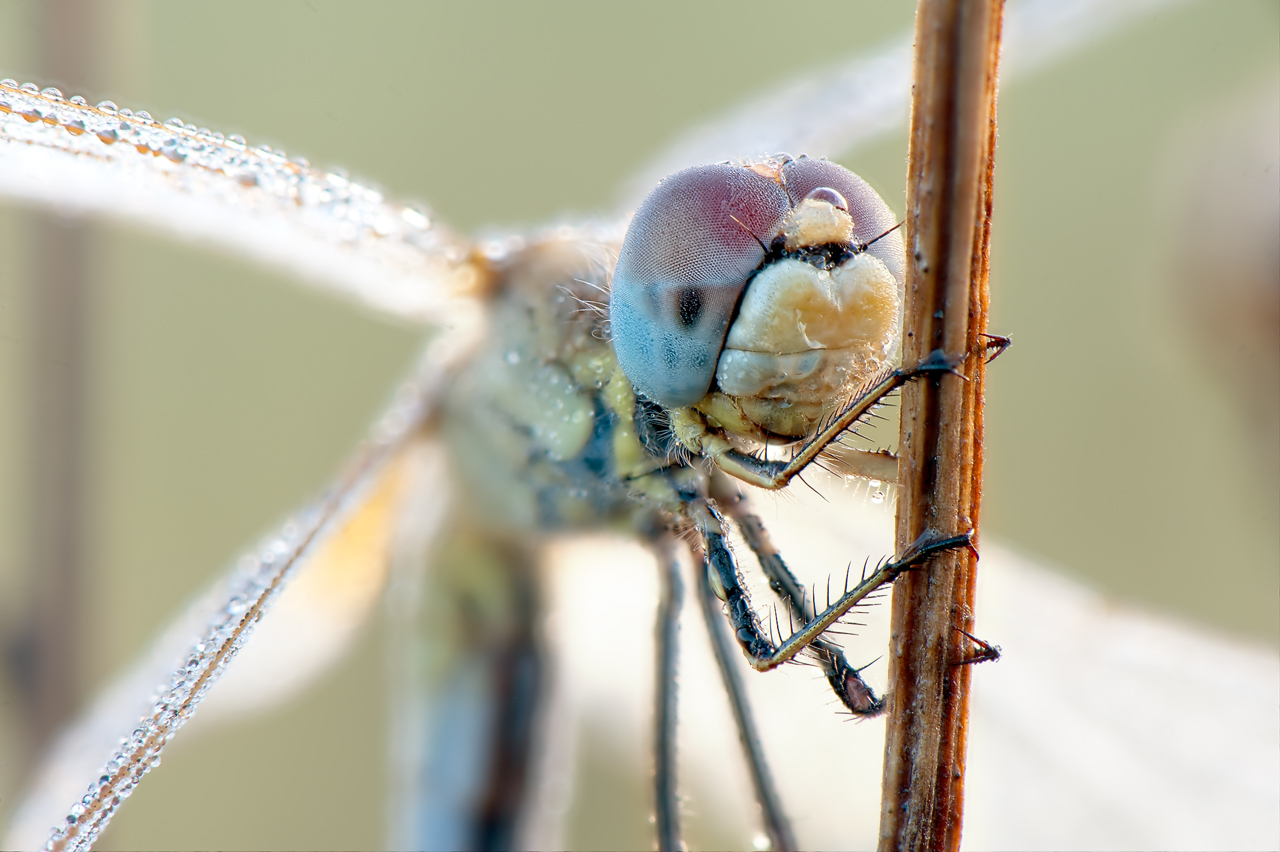 Libelle beim Aufwärmen