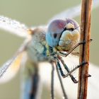 Libelle beim Aufwärmen