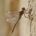 Libelle beim Aufwärmen an einer Felsenwand