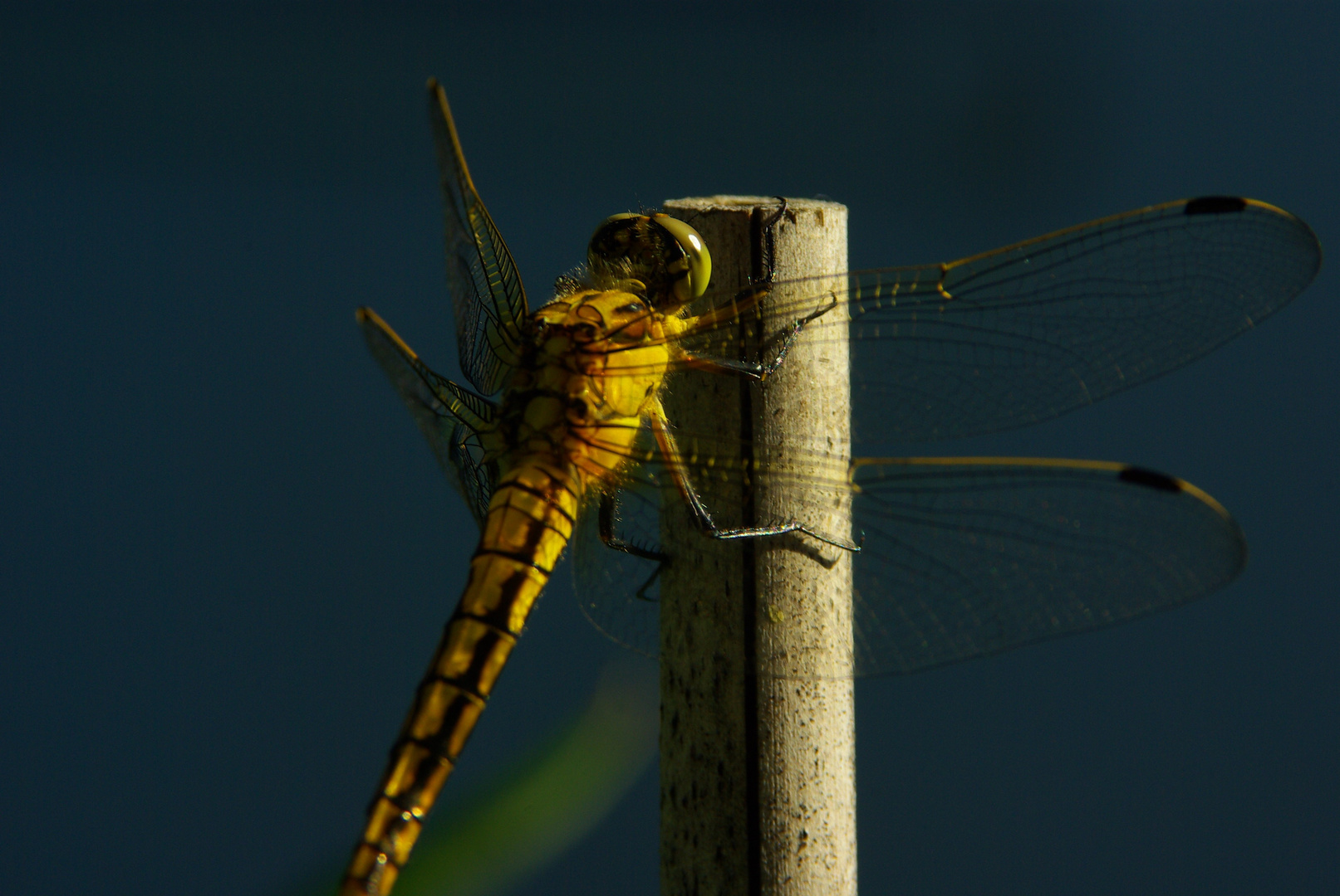 Libelle beim Ausruhen