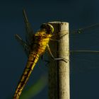 Libelle beim Ausruhen