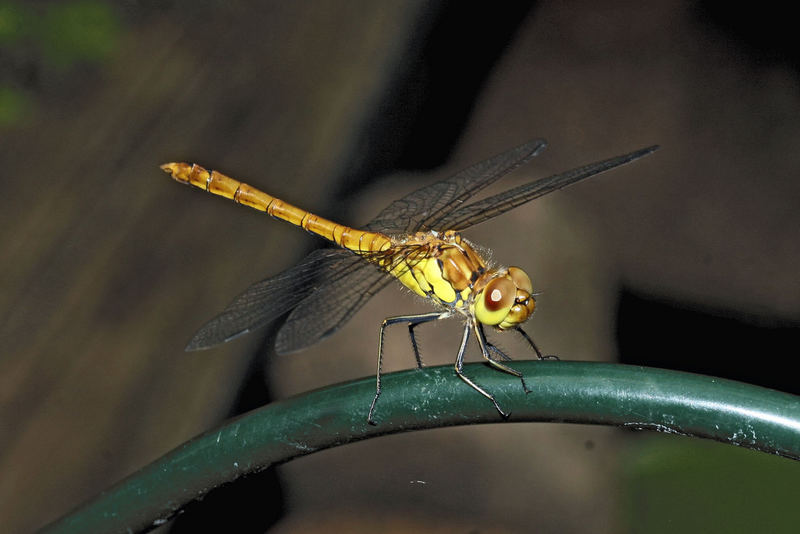 Libelle beim Ausruhen