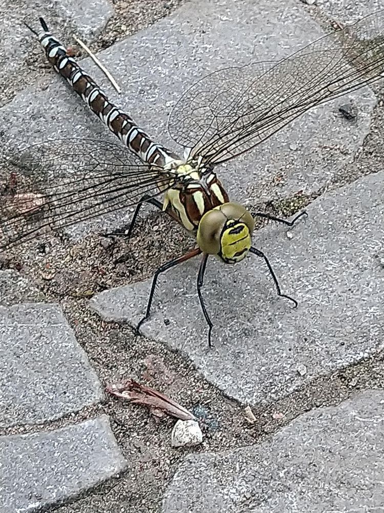 Libelle beim Ausruhen