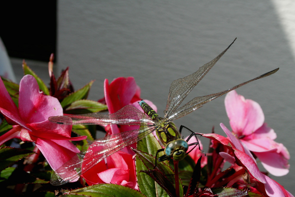 Libelle beim Boxenstopp