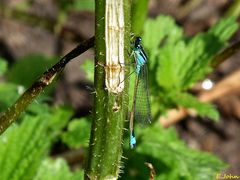 Libelle beim Deich. Hufeisen-Azurjungfer