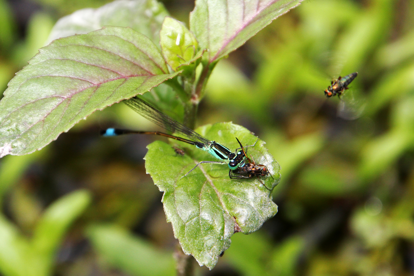 Libelle beim Dinner (fressen und gefressen werden)