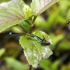 Libelle beim Dinner (fressen und gefressen werden)