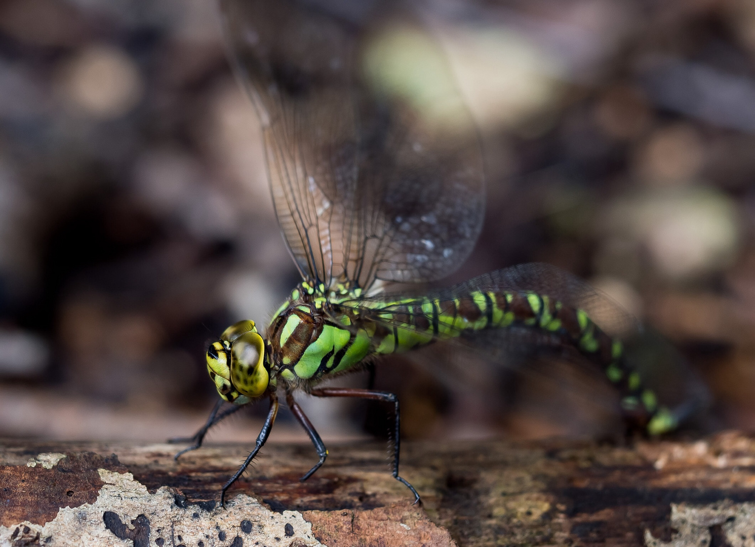 Libelle beim Eier ablegen