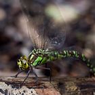 Libelle beim Eier ablegen