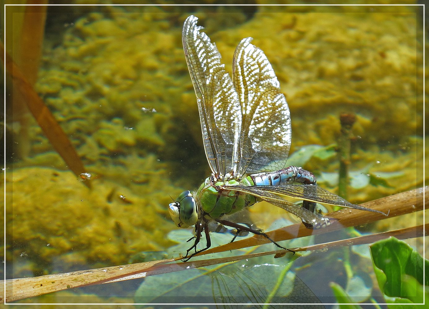 Libelle beim Eier legen