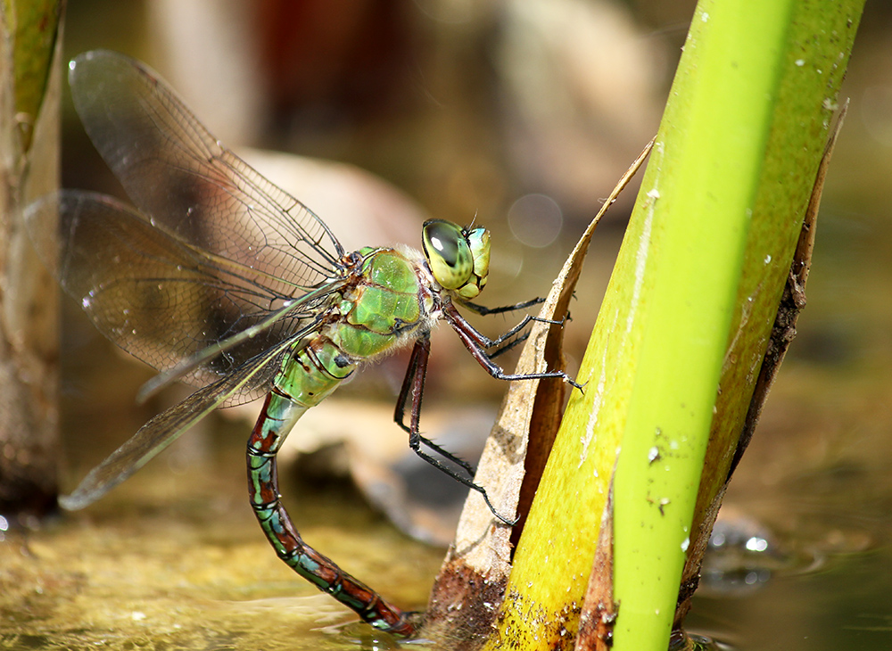 Libelle beim Eierlegen