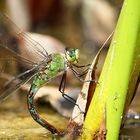 Libelle beim Eierlegen