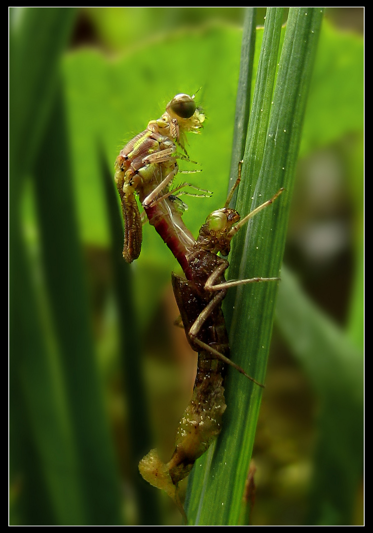 Libelle beim Entpuppen 2