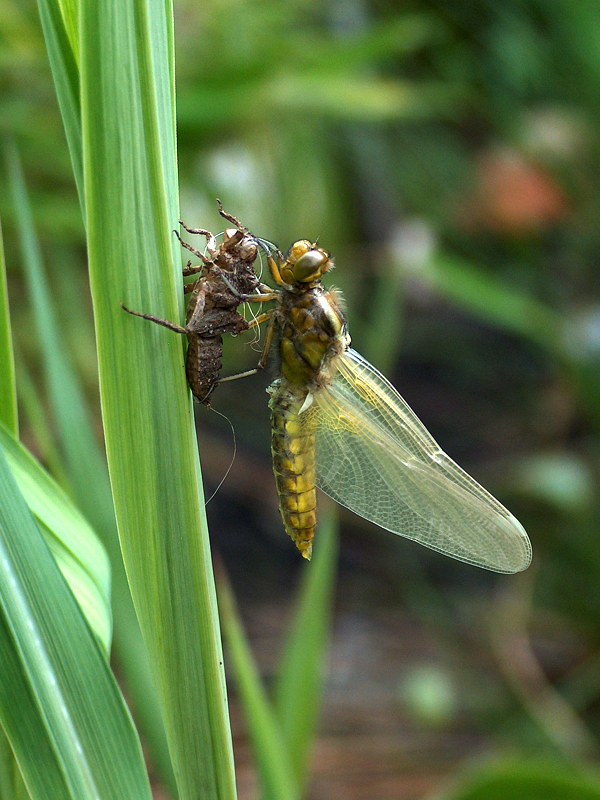 Libelle beim Entpuppen