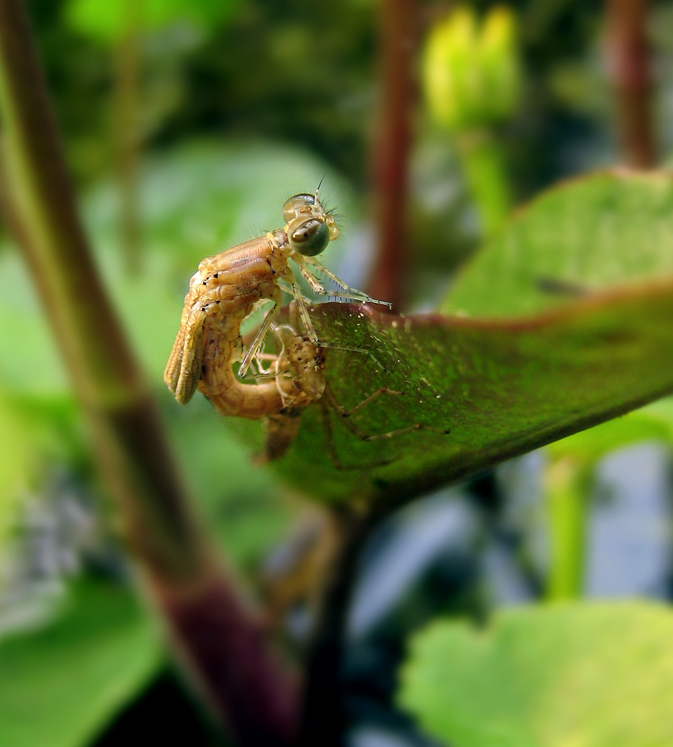 Libelle beim entpuppen