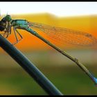 Libelle beim Essen