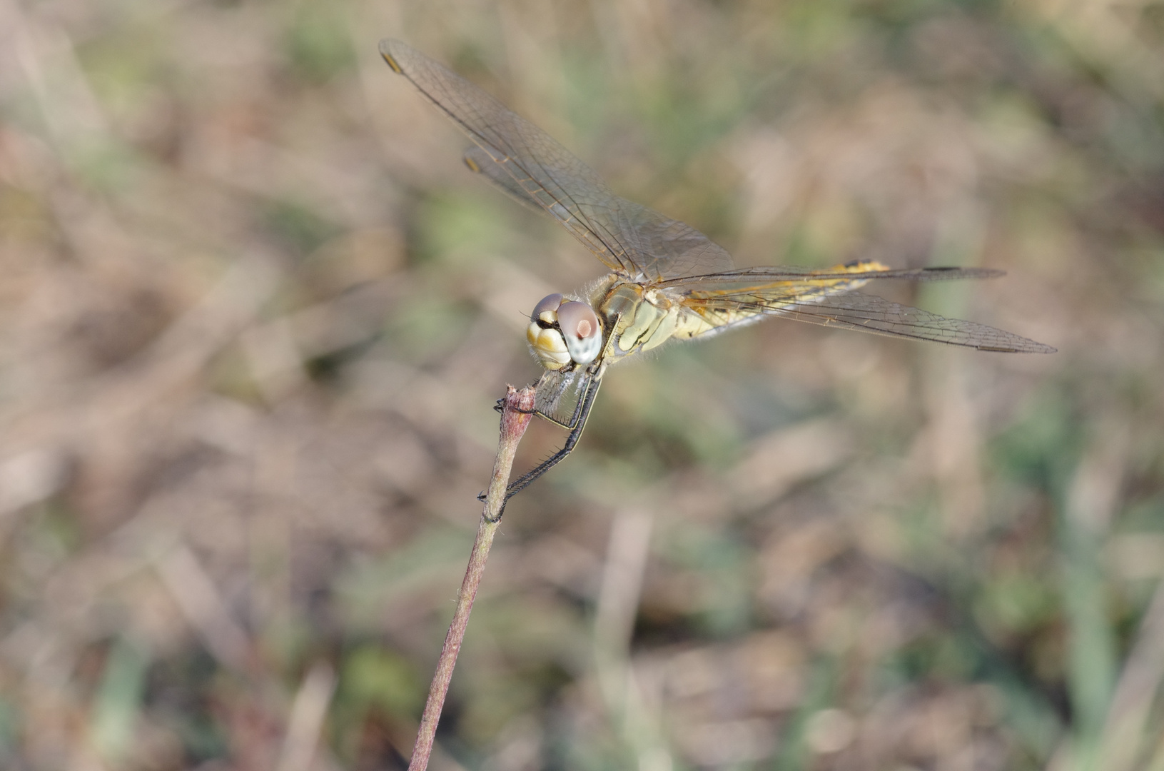 Libelle beim Essen