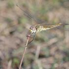 Libelle beim Essen