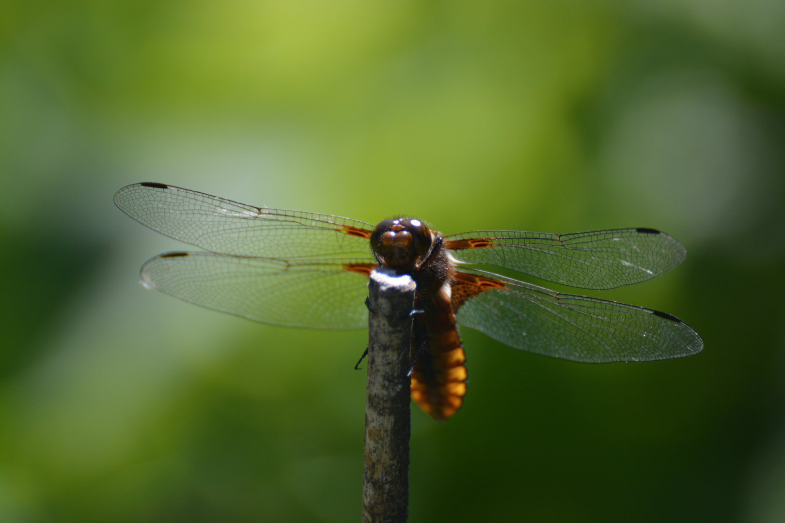 Libelle beim Fressen