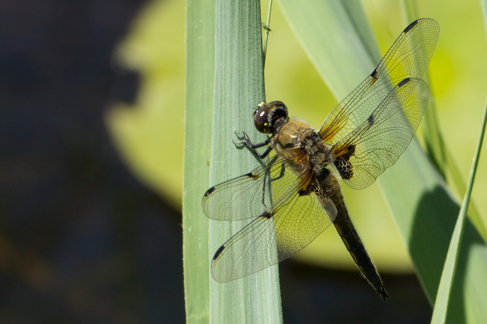 Libelle beim Fröschenteich