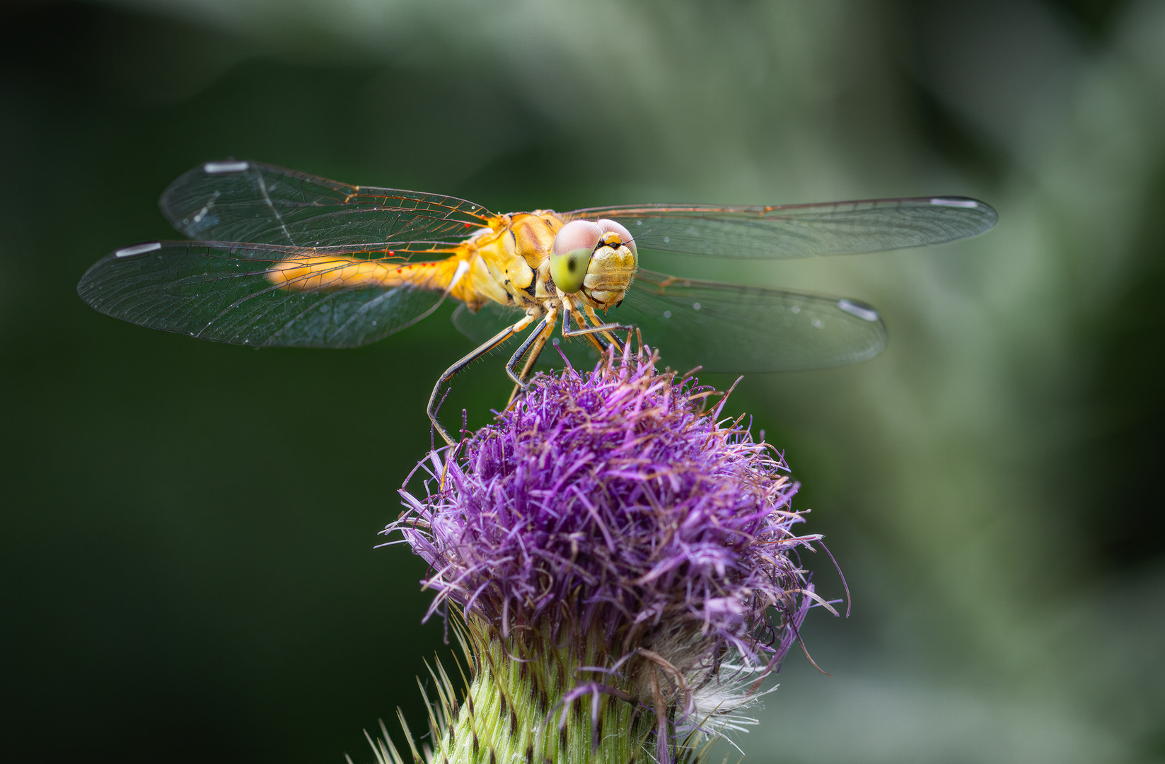  ... Libelle beim Frühstück