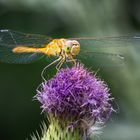  ... Libelle beim Frühstück