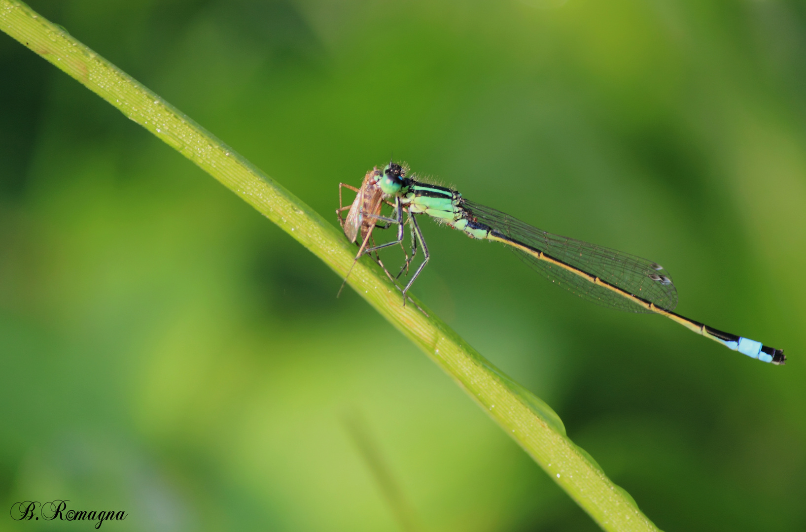 Libelle beim Frühstück